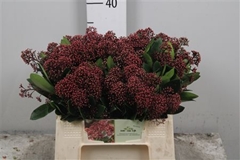 Skim J Rubella Bunch 35cm