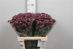 Astr Star Of Joy 60cm 33