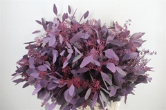 Eucalyp Klb Bs H% 70cm 300gram