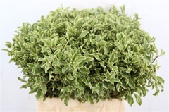 Pittosp Silver Quee 45cm 100gram