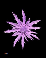 Eryngium Purple