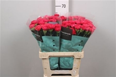 Di St Fausto 60cm 23