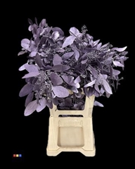 Populus Metallic Purple