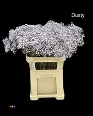 Gyps Xlence Dusty Pastel Milka