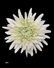 Chr G Marshmallow Lime Green