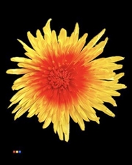 Chr G Ana Yellow + Red