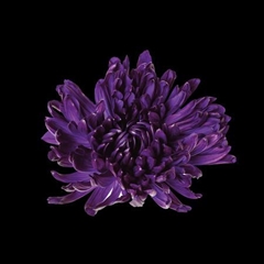 Chr G Antonov Dark Violet