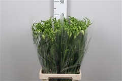 Fr Du Versailles 70cm 35gram 23