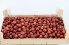 Malus Other Per Bak 5000gram