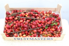 Sierappel Malus 5000gram