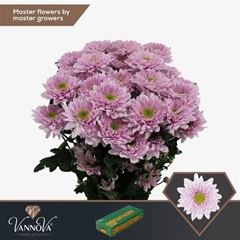 Chr T Commander Pink 70cm 80gram