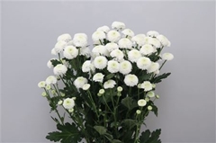 Chr S Newton 70cm 75gram