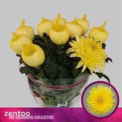Chr G Magnum Yellow 70cm 95gram