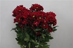 Chr T Mexicano 70cm 85gram