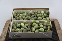 Cucumis Hirsutus