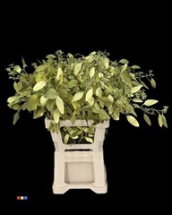 Populus Metallic Olive