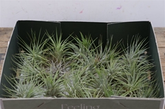 Tillandsia Ionantha 5Ø 5cm