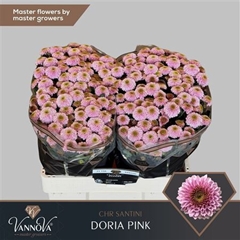 Chr San Doria Pink 55cm 150g