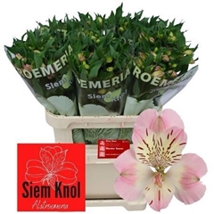 Alstr Wonder Sweet 75cm 75gram 5+