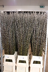 Salix Wilgenkatjes 180cm