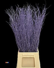 Betula / Berkentak Metallic Purple