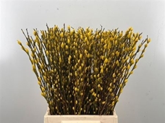 Salix 21% 50cm