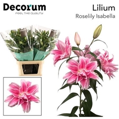 Li Or Du Rl Isabella 95cm 45+