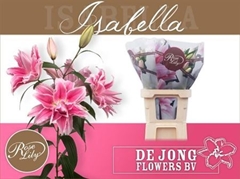 Li Or Du Rl Isabella 85cm 45+
