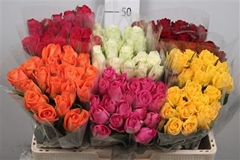 R Gr Mixed In Bucket 50cm
