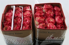 R Gr Apple Jack 40cm