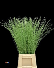 Betula / Berkentak Metallic Green