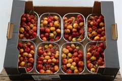 Malus Other Per Bak 250cm