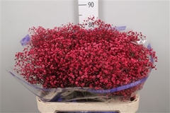 Gyps Colortreated 80cm 40gram