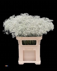 Gyps Million Star White Painted