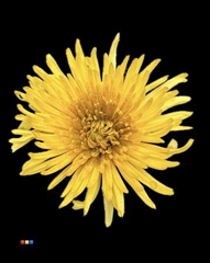 Chr G Anastasia Sunny Sparkling Gold