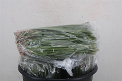 Pinus Other 500cm