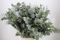 Euca Cinerea P Bunch 70cm 300gram