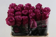 R Gr Blueberry 50cm