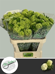 Viburnum Roseum St 80cm 4+