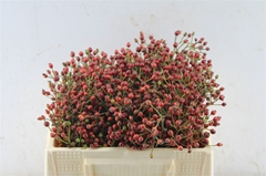 Rosa F Autumn Splash 30cm