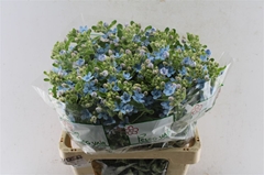 Oxypetalum Coeruleum