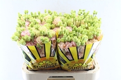 Eus G Alissa Peach 70cm