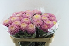 Chr G Bigoudi Pink 75cm 110gram