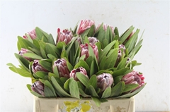 Protea Pink Ice 30cm