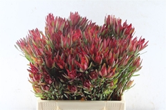 Leucad Sal Blush 40cm