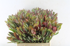 Leucad Senorita 40cm
