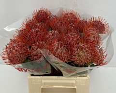 Leuco Scarlet Ribbon 40cm