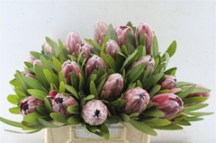 Protea Pink Ice 40cm