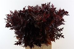 Querc Palus Klb 21% 80cm