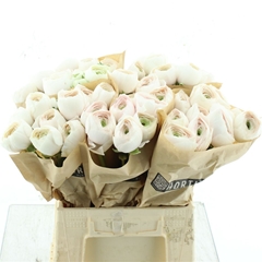 Ran Su Hanoi 45cm 60gram